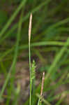 Ouachita Mountain sedge